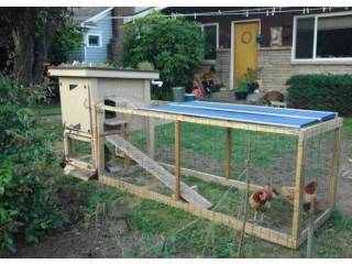 ESSENTIAL SUPPLIES FOR SUCCESSFUL BACKYARD CHICKEN RAISING: A COMPREHENSIVE GUIDE
